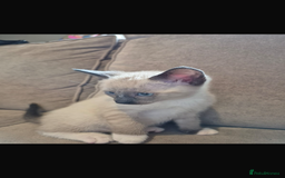 Ragdoll cats for sale: Siamese cross ragdoll kittens  - Image 5