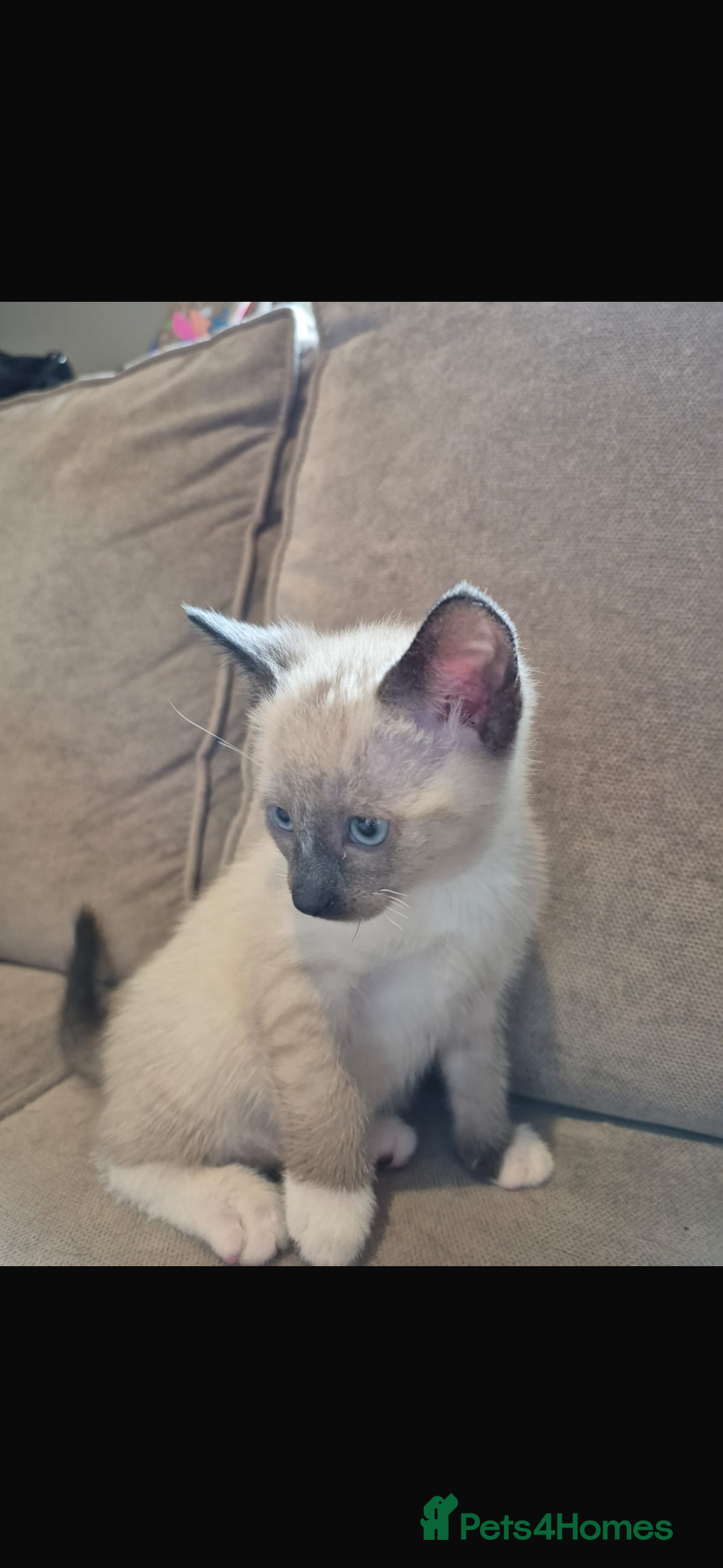 Ragdoll cats for sale: Siamese cross ragdoll kittens  - Image 5