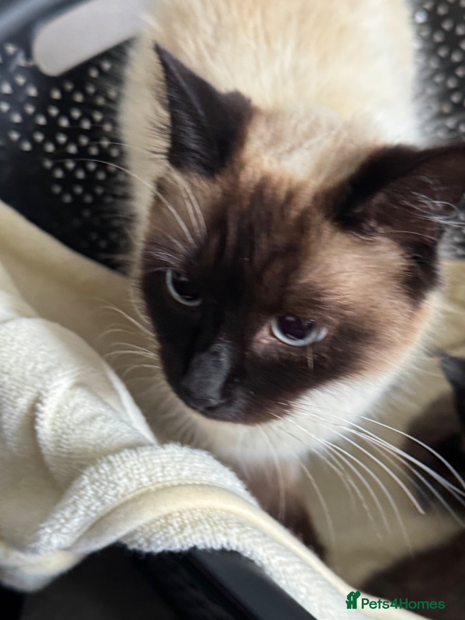 Mixed Breed cats 4 beautiful part ragdoll kittens  - Advert 3