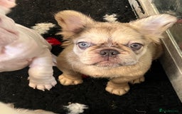 French Bulldog dogs for sale: Velvet and Fluffy french bulldogs  - Image 10