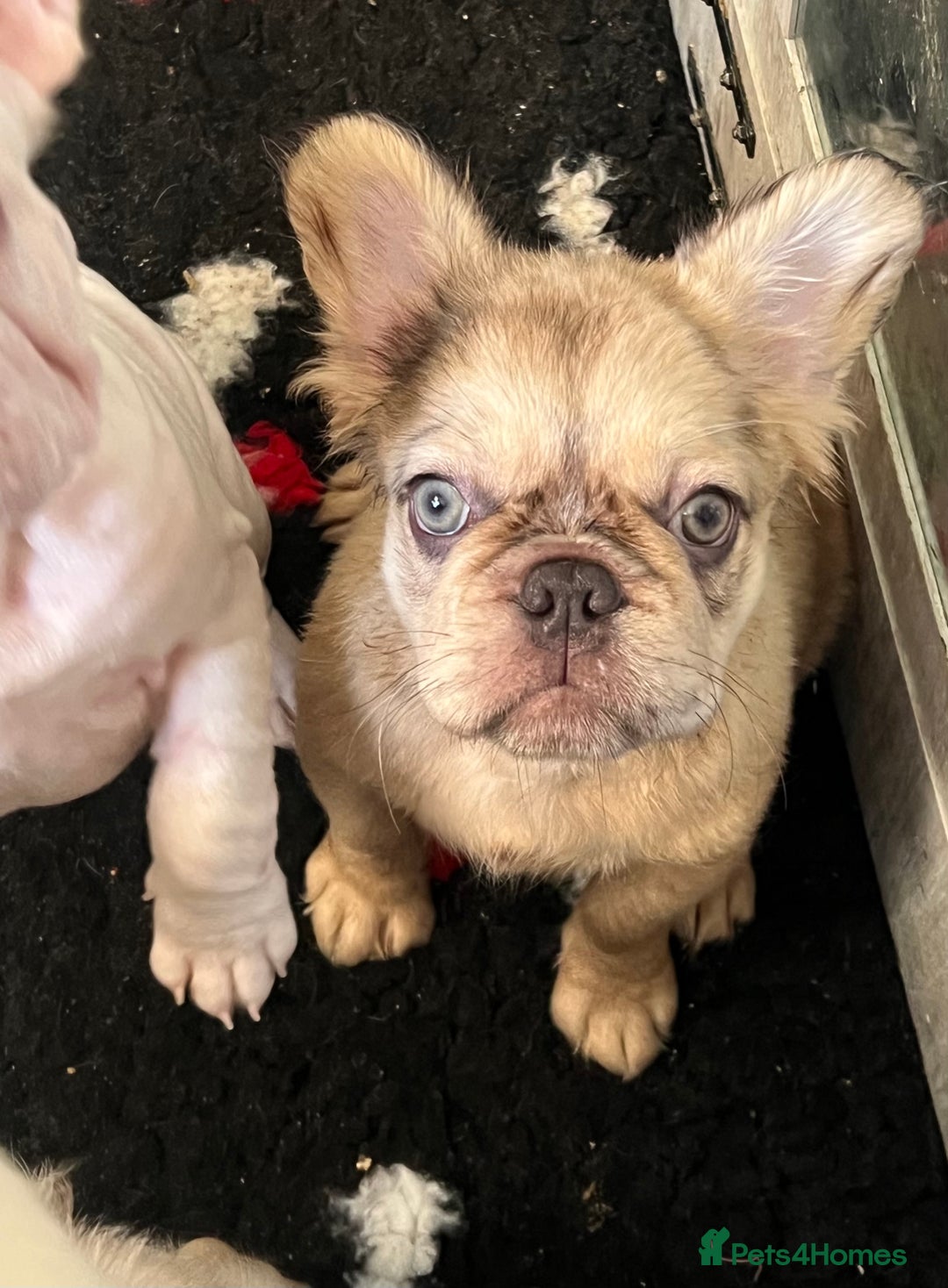 French Bulldog dogs for sale: Velvet and Fluffy french bulldogs  - Image 10