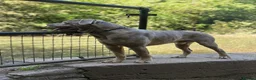 Mastiff dogs for stud: Cane corso x cataholla for stud in Bristol - Advert 1