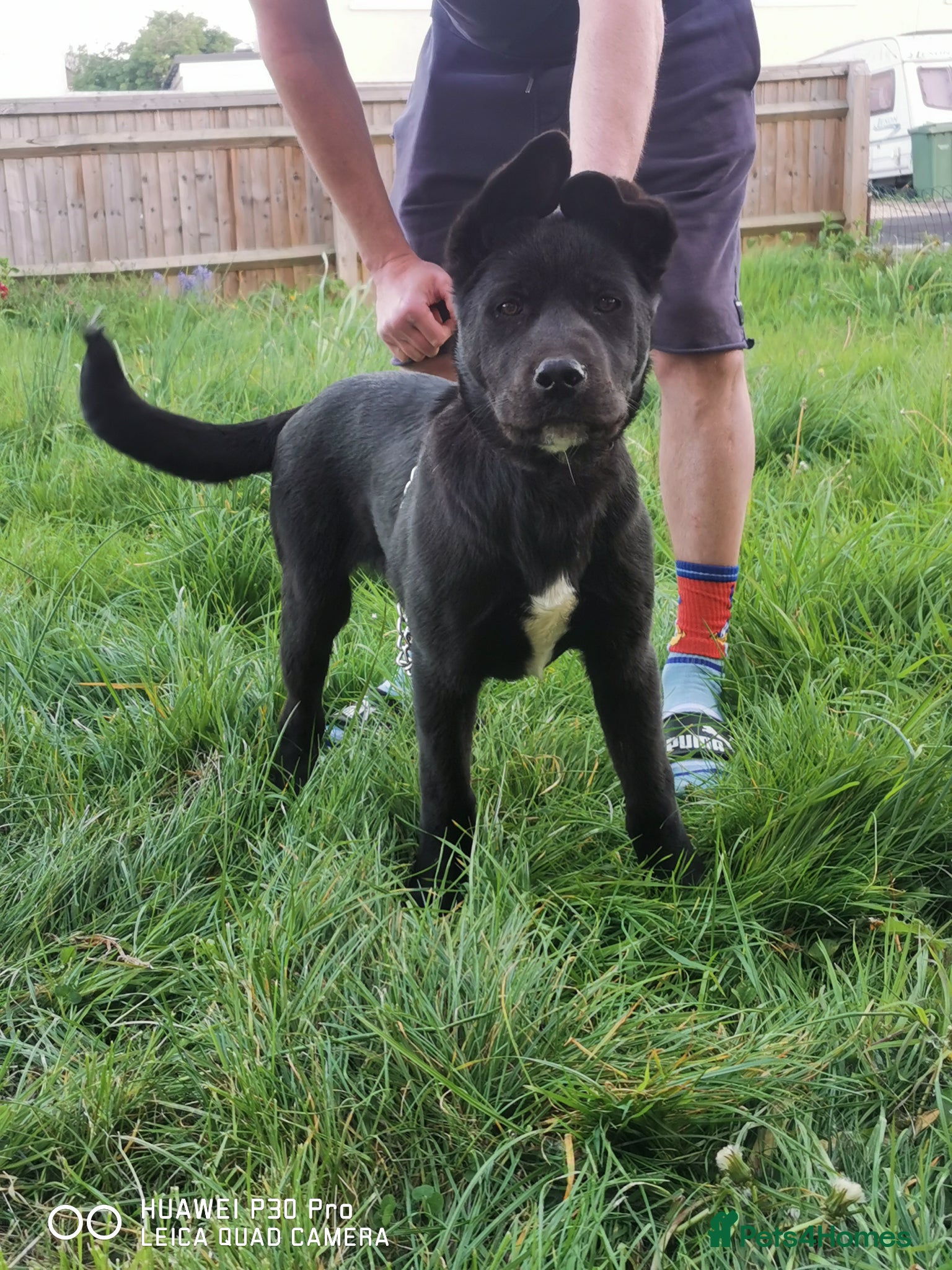 Akita dogs 2 beautiful puppies for sale  - Advert 1