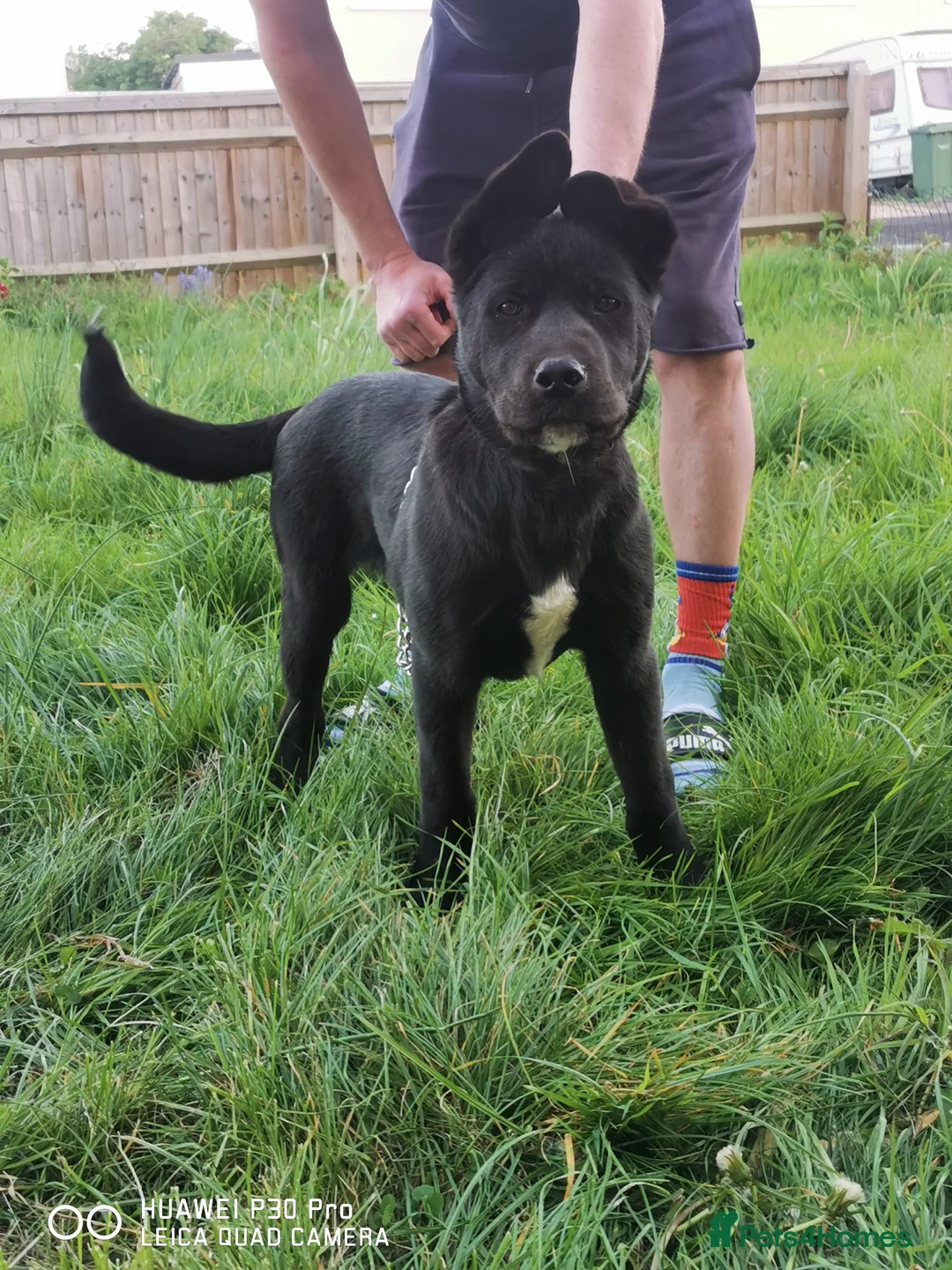 Akita dogs for sale: 2 beautiful puppies for sale  - Advert 1