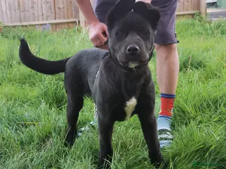 Akita dogs 2 beautiful puppies for sale - Advert 1