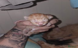 Mixed Breed cats for sale: Mixed breed kittens  - Image 3
