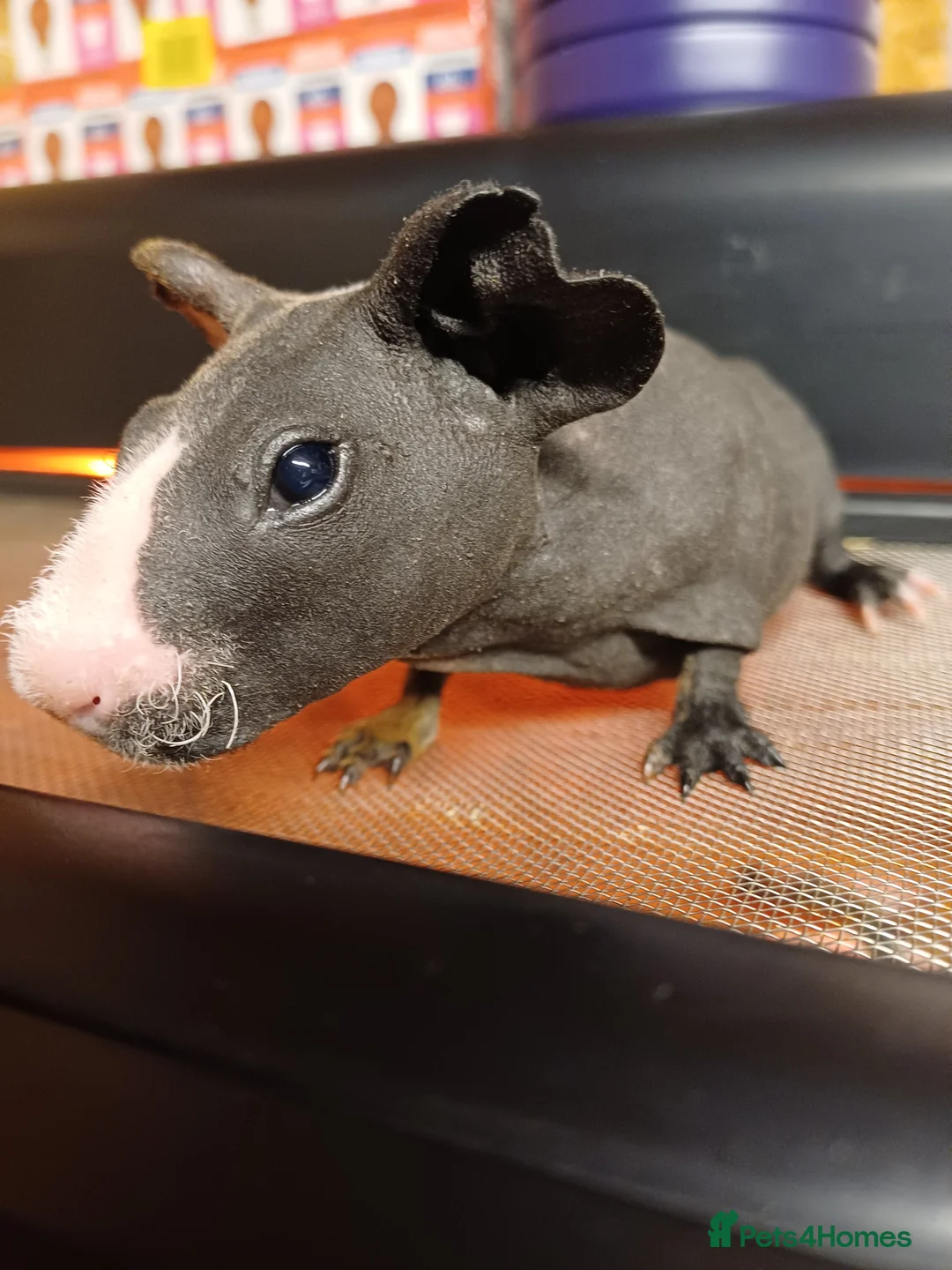 Guinea Pig rodents for sale: 2  baby male Skinny pigs. Brothers - Advert 2