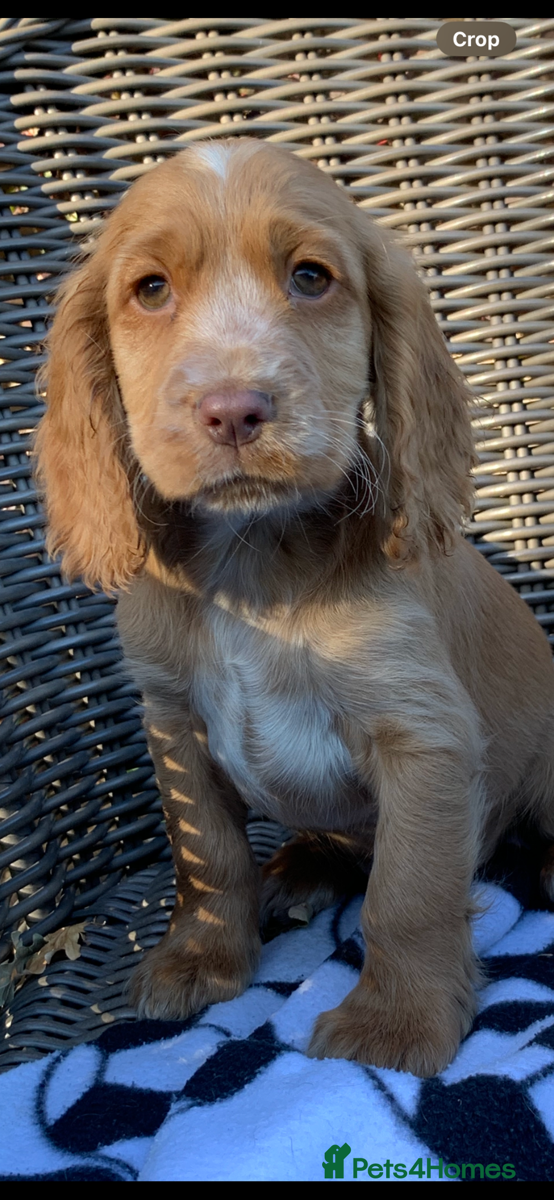 Cocker Spaniel dogs for sale: Beautiful Kc cocker spaniel  boys and girls  - Image 21