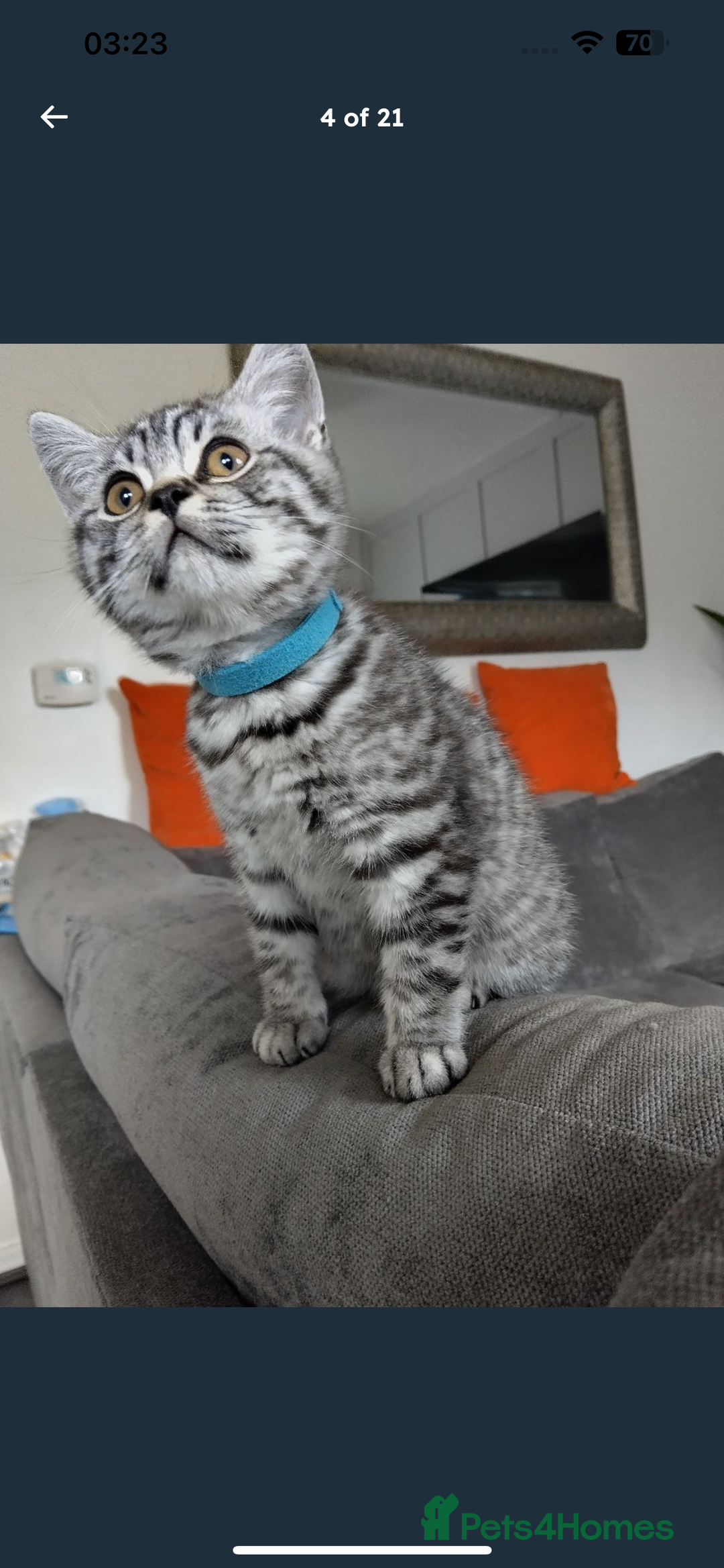 British Shorthair cats for sale: BSH Male Tripod Kitten  - Image 2