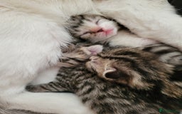 Mixed Breed cats for sale: 4 adorable kittens for sale - Image 20