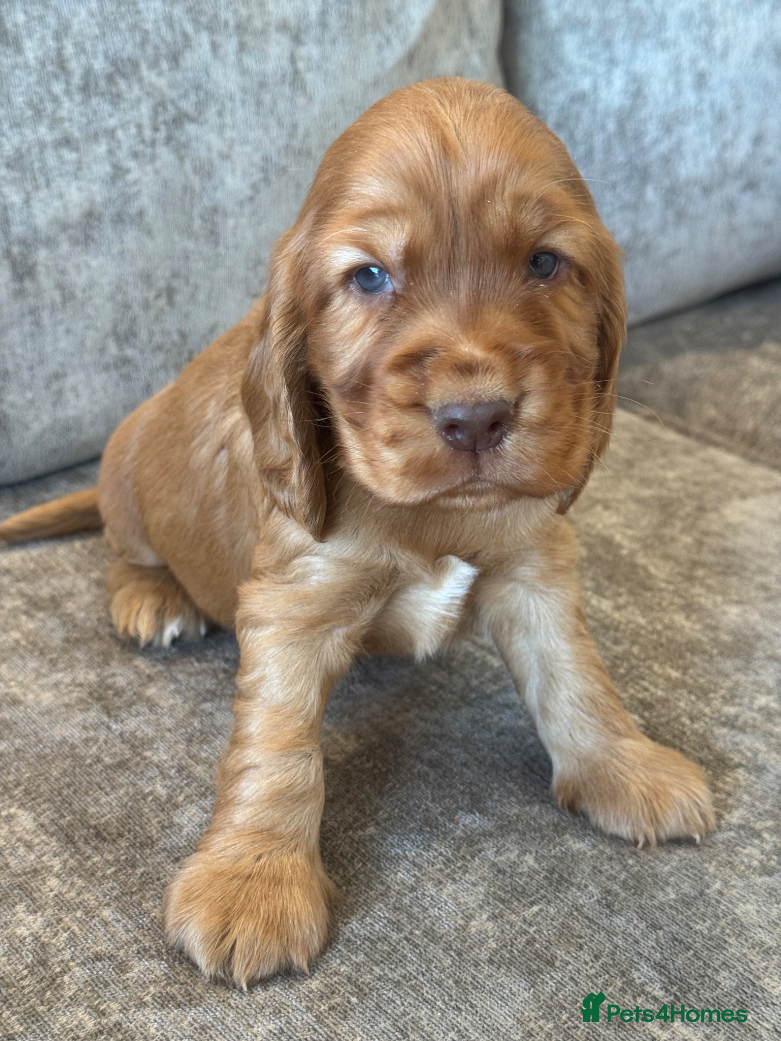 Cocker Spaniel dogs 100% SHOWTYPE KC REGISTERED HEALTH TESTED  - Advert 10