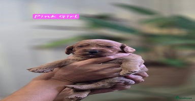 Cockapoo dogs - Advert 2
