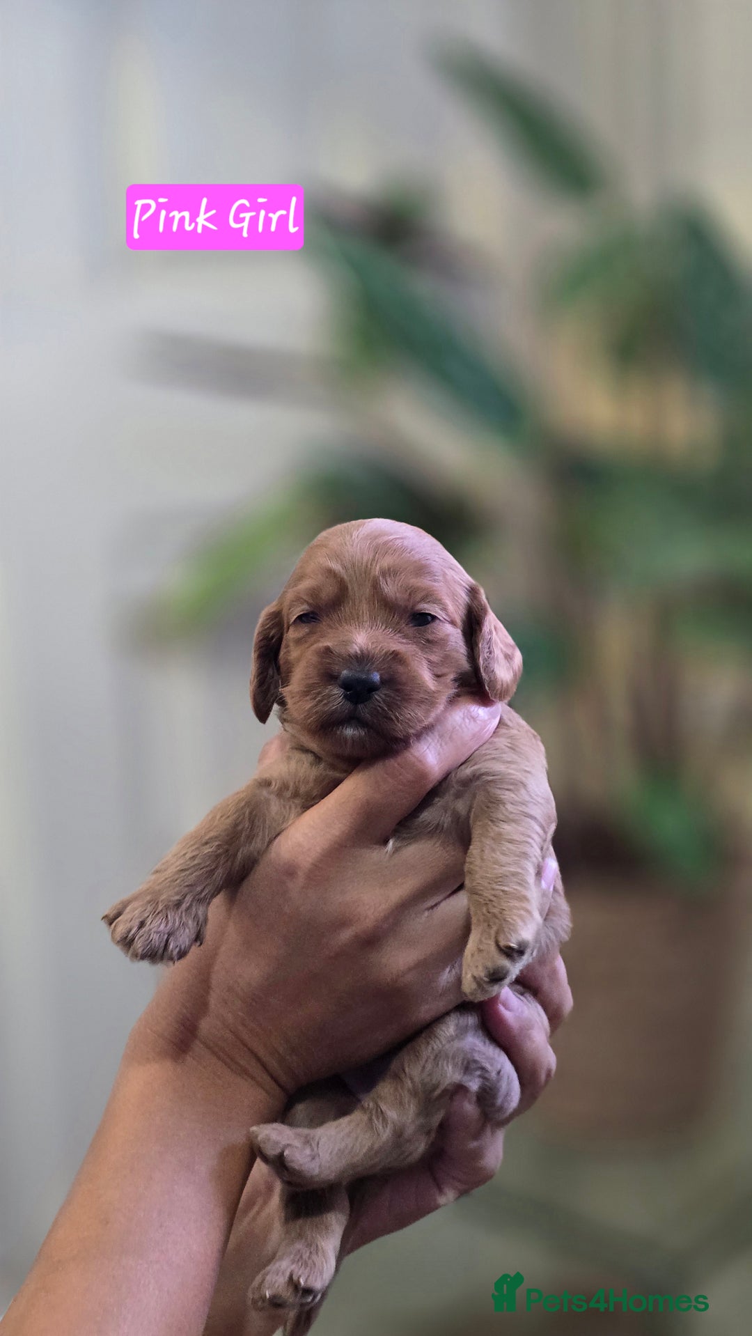 Cockapoo dogs for sale: Cockapoo Puppies Extensive Health Tested - Image 3