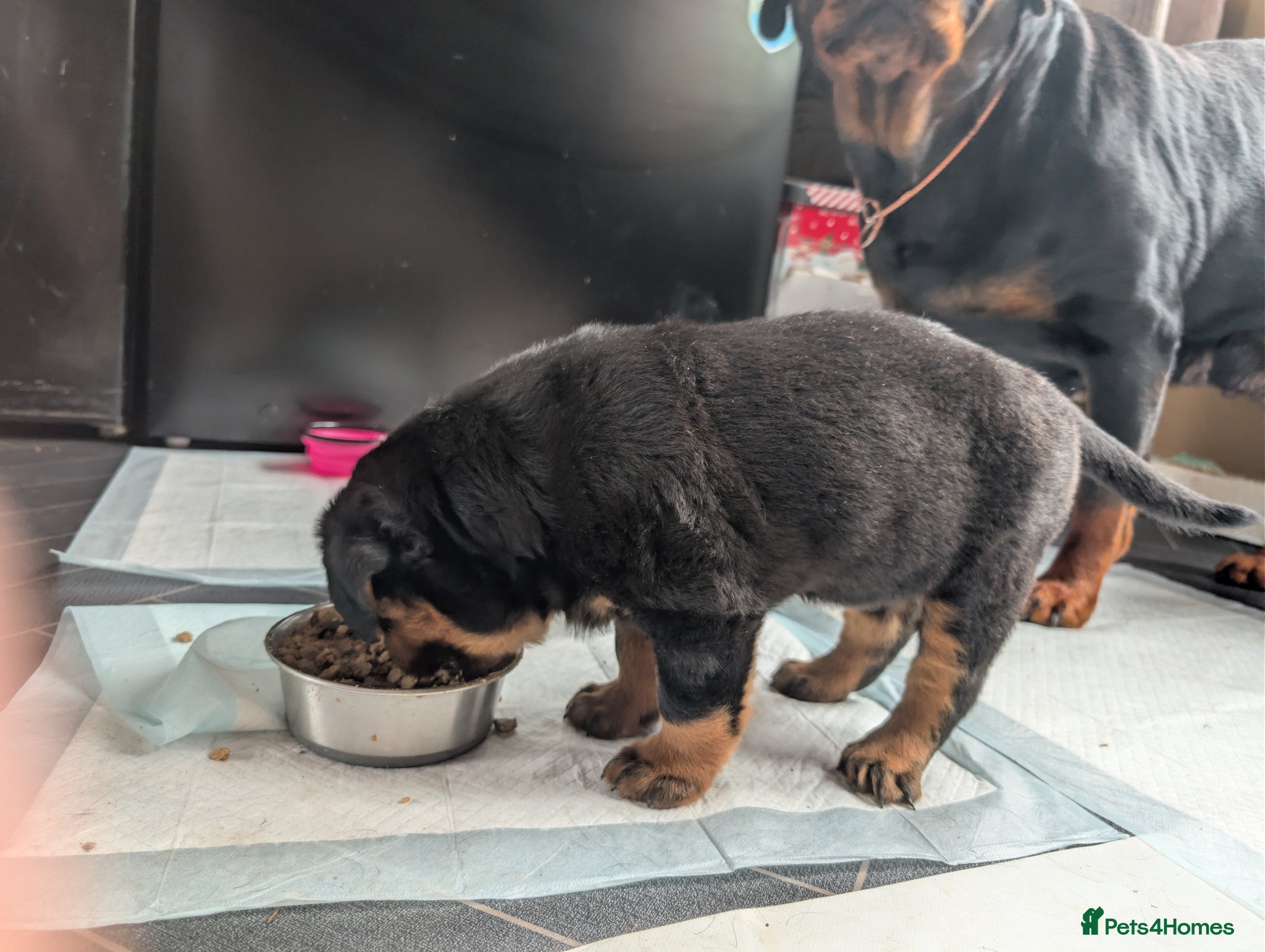 Rottweiler dogs for sale: Female Rottweiler pup for sale  - Advert 4