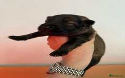 German Shepherd dogs for sale: Beautiful Working Line German Shepherd Puppies - Image 7