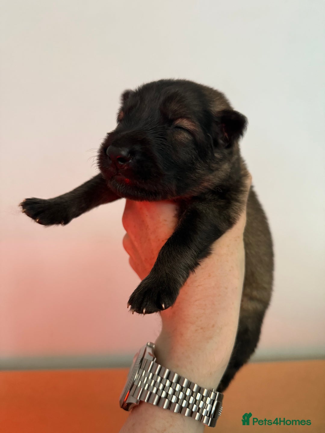 German Shepherd dogs for sale: Beautiful Working Line German Shepherd Puppies - Image 7