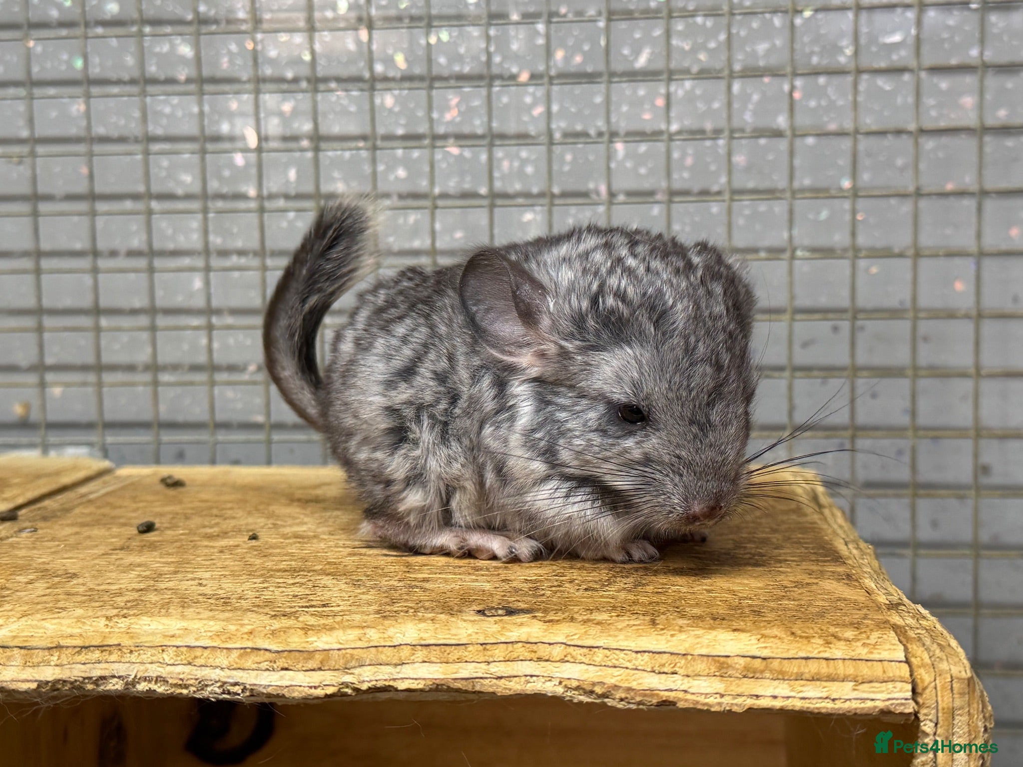 Chinchilla rodents 3 Male Chinchilla Kits - Advert 1