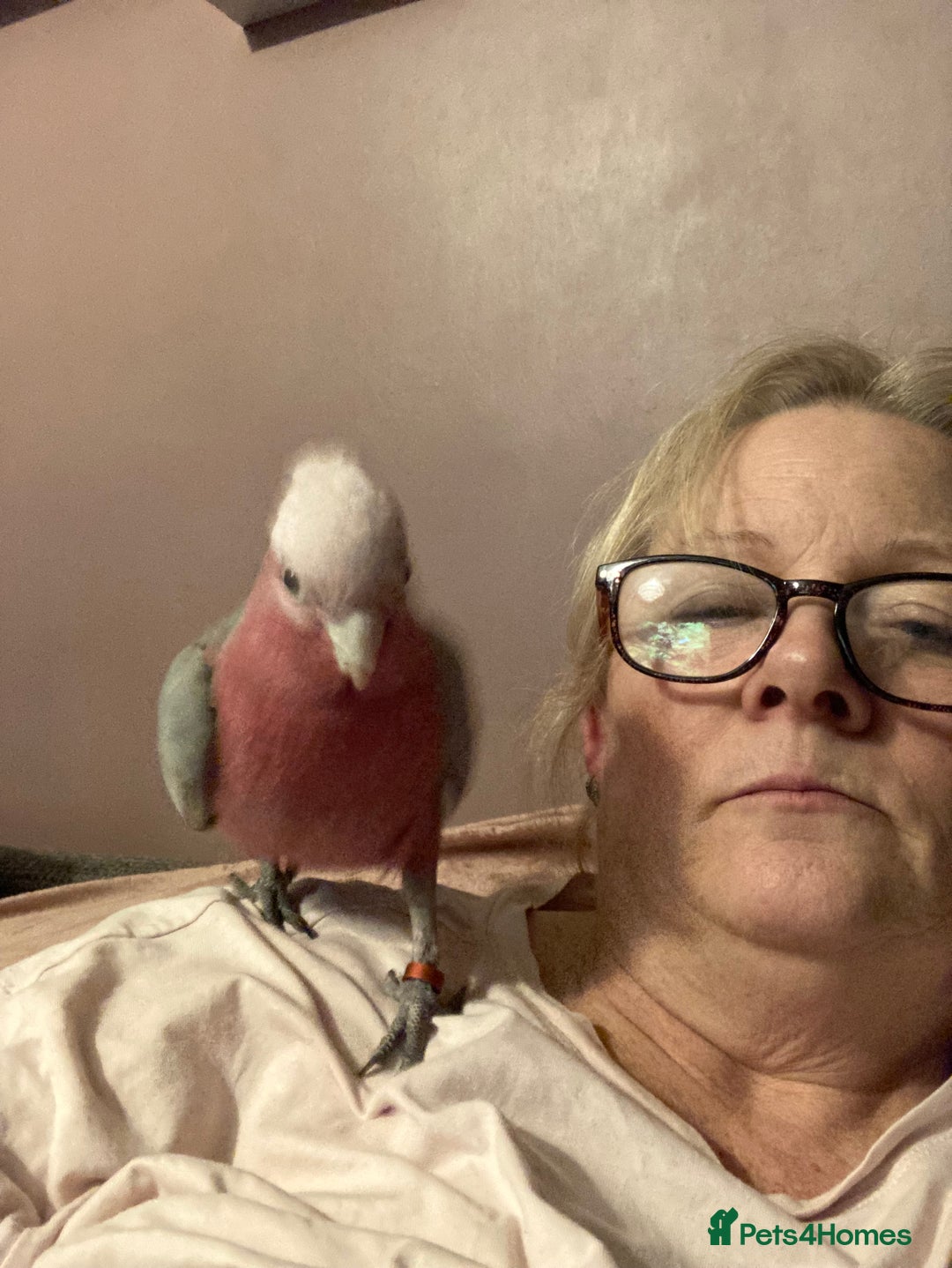 Cockatoo birds for sale: Male Galah cockatoo with cage - Advert 9