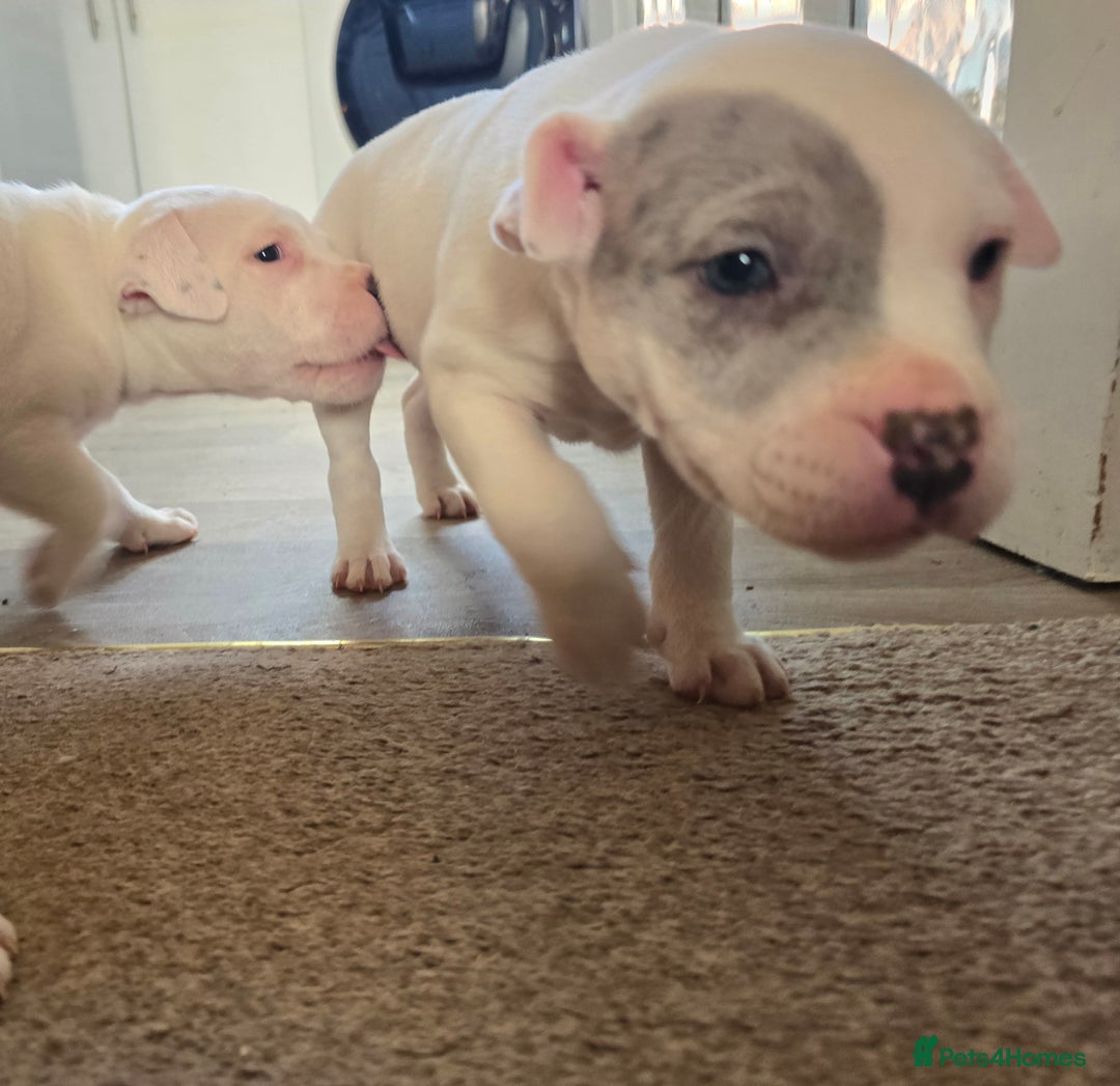 American Bull Staffy dogs for sale: Last one Girl Staffordshire waiting for new home - Advert 18