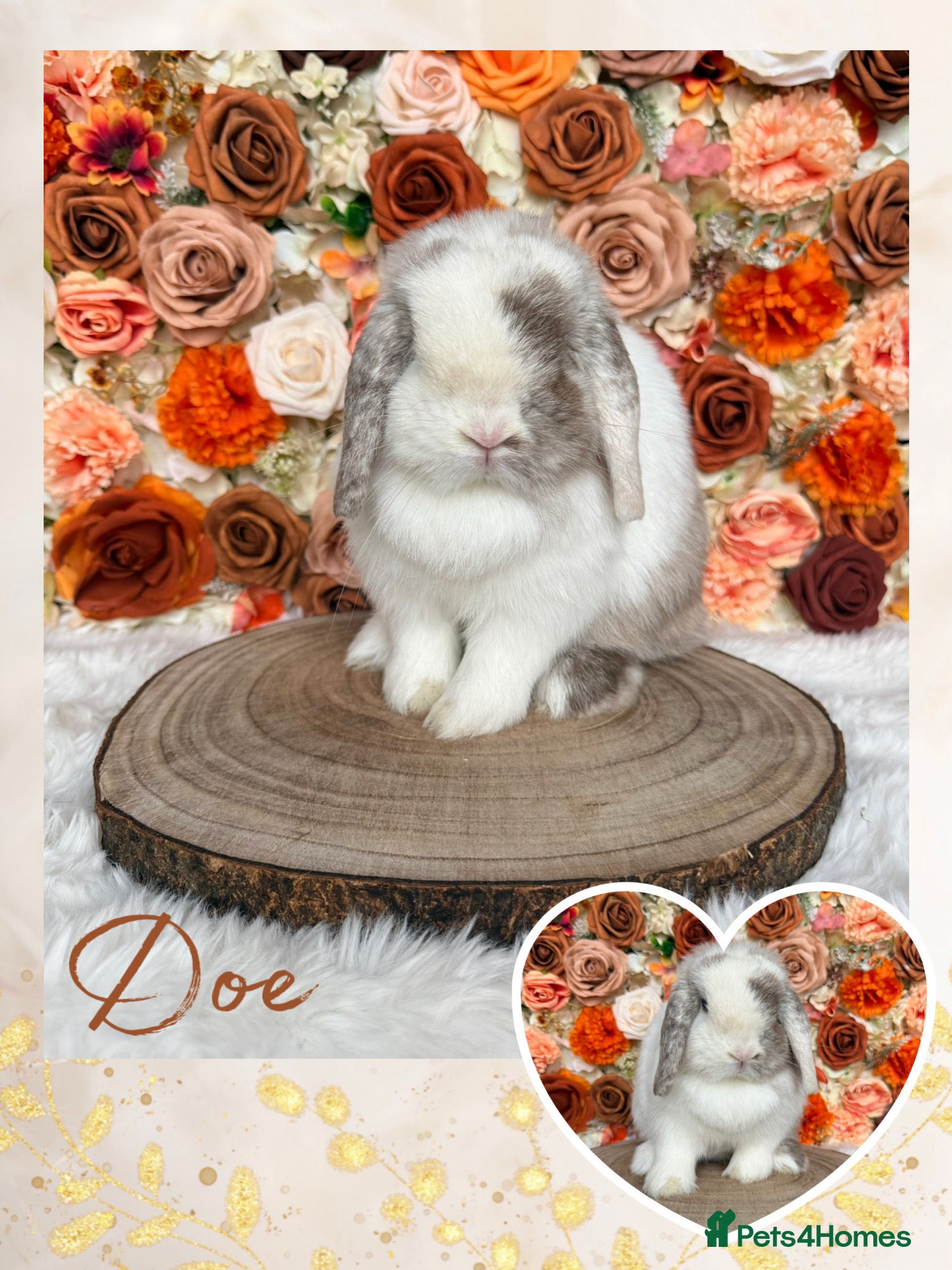 Mini Lop rabbits 🤎 VACCINATED MINI LOP ADULTS 🤎  - Advert 4