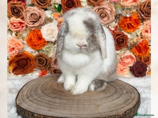 Mini Lop rabbits 🤎 VACCINATED MINI LOP ADULTS 🤎 - Advert 4