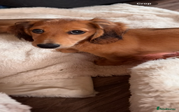 Miniature Dachshund dogs for sale:  REDUCED ready to go Kc reg red LH min dachshunds  - Image 37