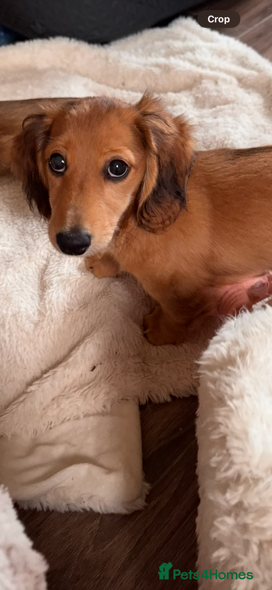 Miniature Dachshund dogs for sale:  REDUCED ready to go Kc reg red LH min dachshunds  - Image 37