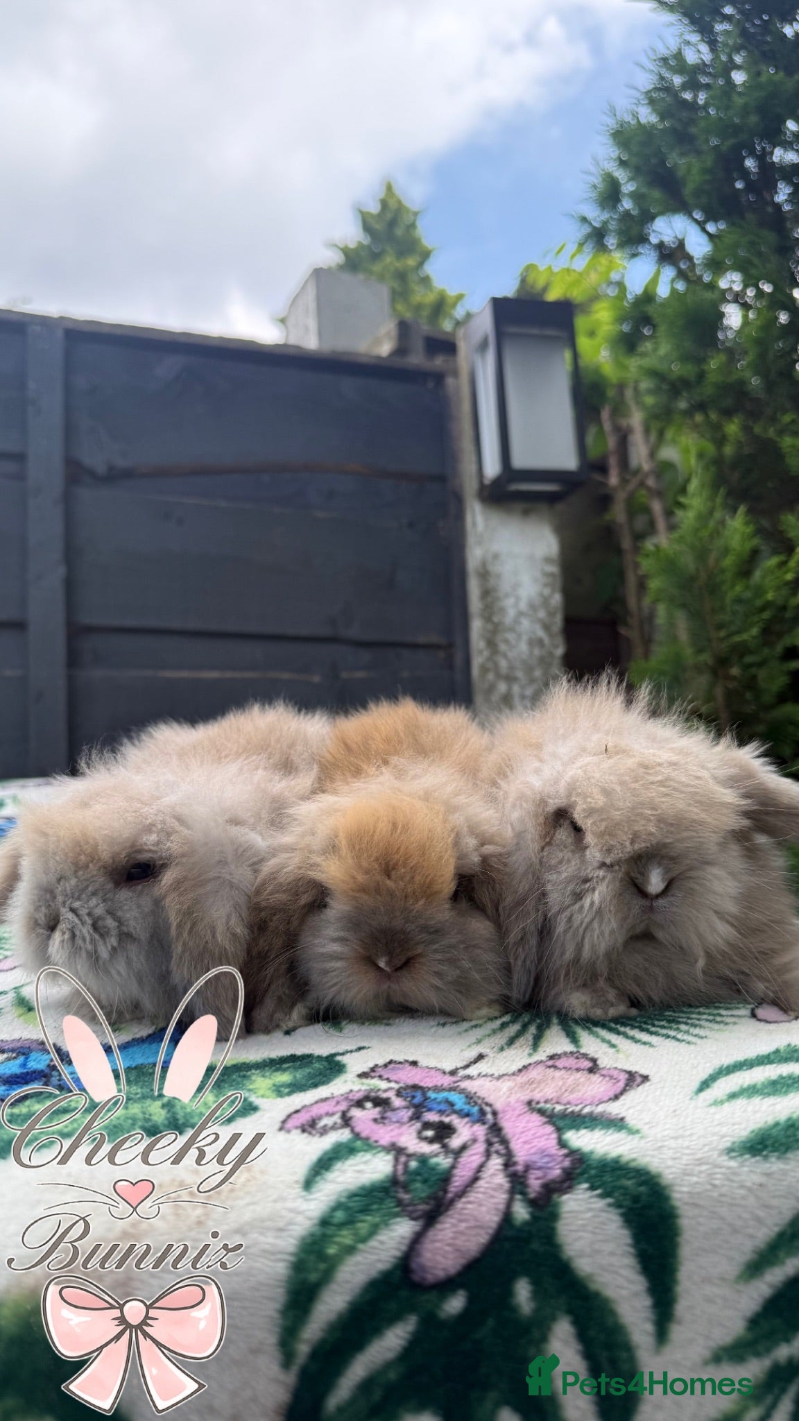 Mini Lion Lop rabbits Beautiful Mini Lion Lops - Ready to Reserve - Advert 3