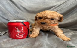 Cavapoochon dogs for sale: 🐾CAVAPOOCHON PUPPIES 🐾 - Image 11