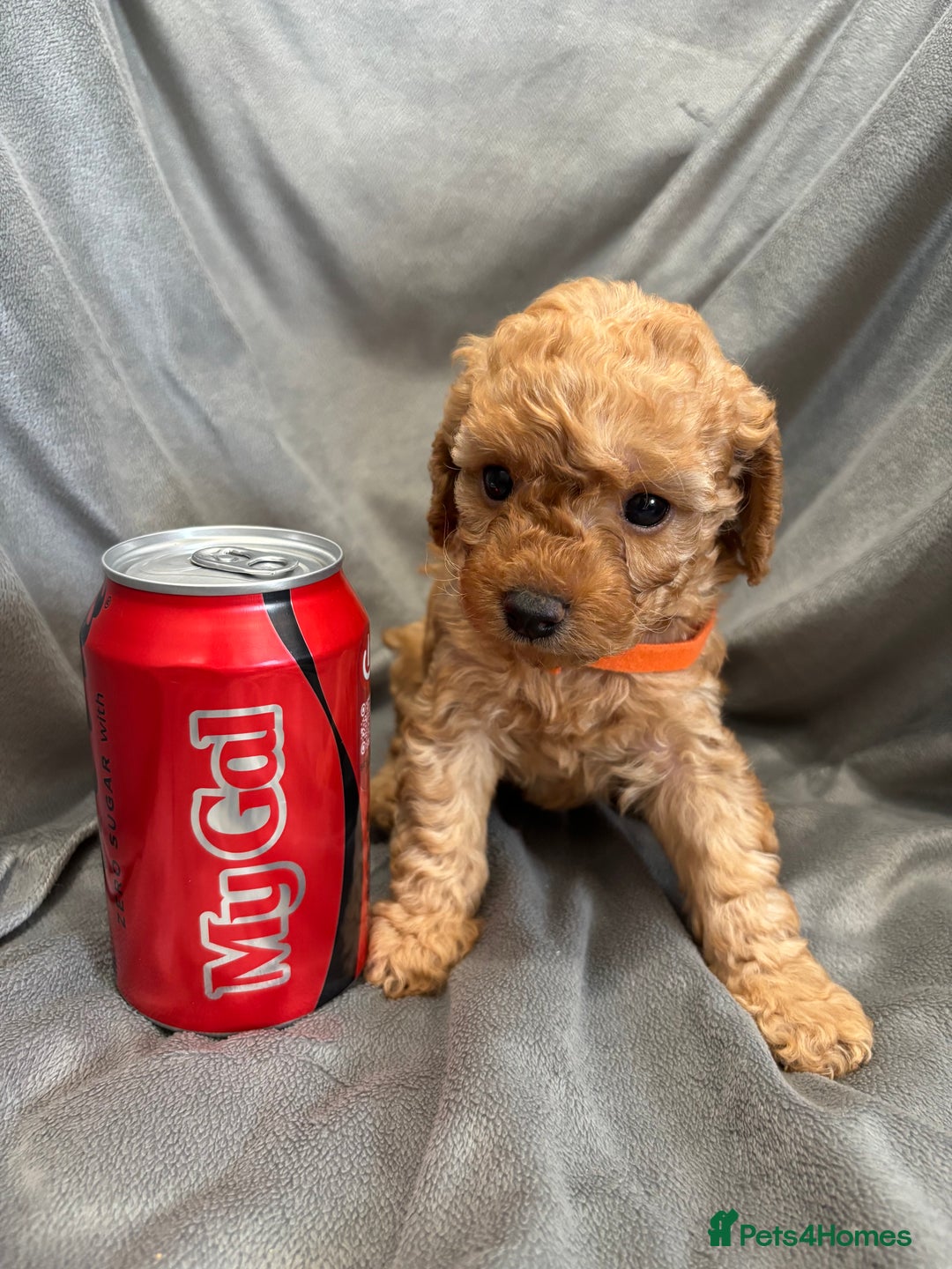 Cavapoochon dogs for sale: 🐾CAVAPOOCHON PUPPIES 🐾 - Image 11