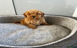 Cavapoo dogs for sale: Stunning F1bb Cavapoo puppies  - Image 10