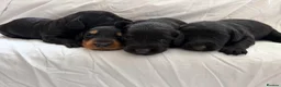Doxiepoo dogs for sale: 7 Beautiful Doxiepoos  in Wetherby - Advert 7