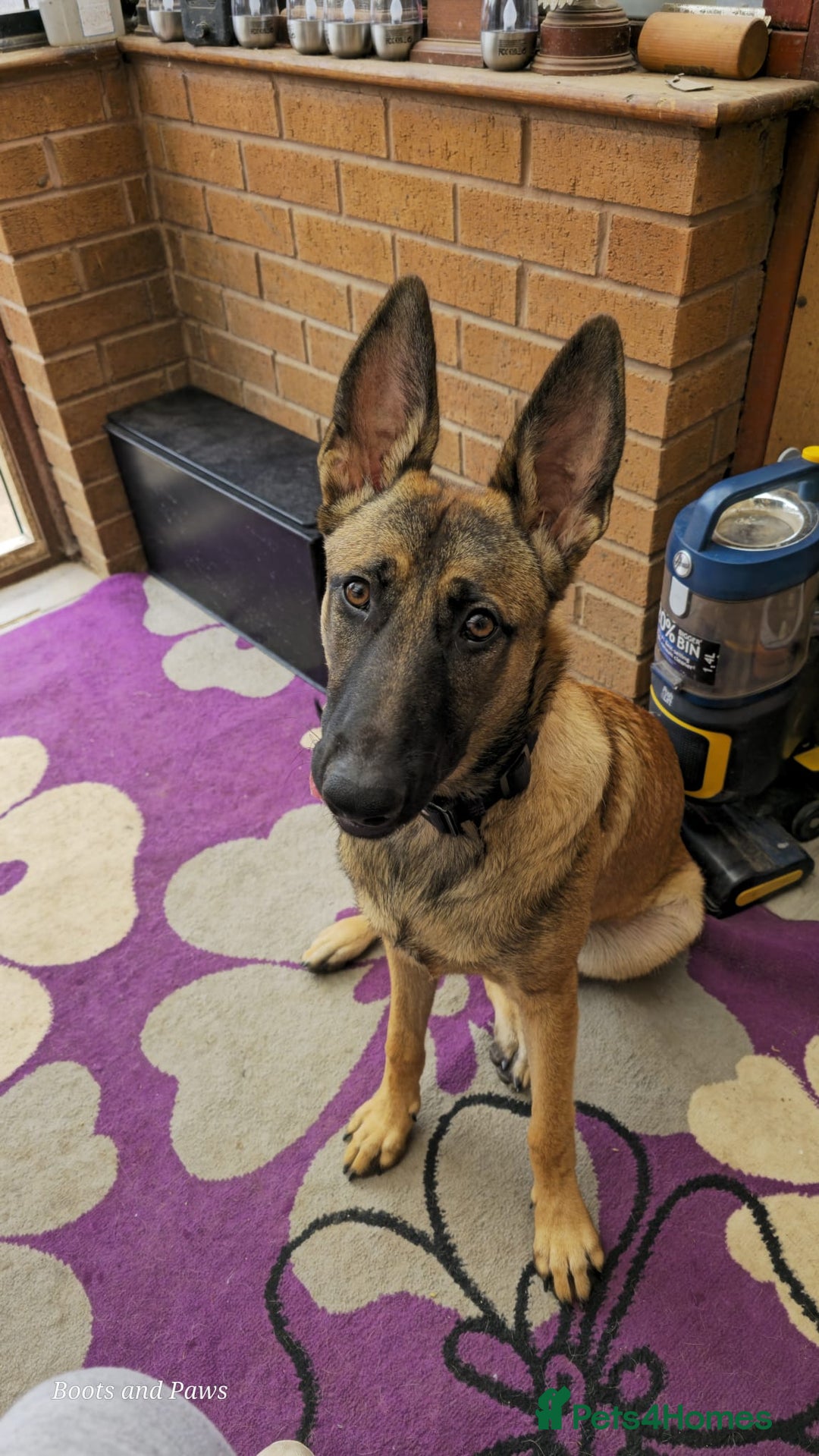 Belgian Shepherd Dog dogs for sale: Belgain Malinois  - Image 4
