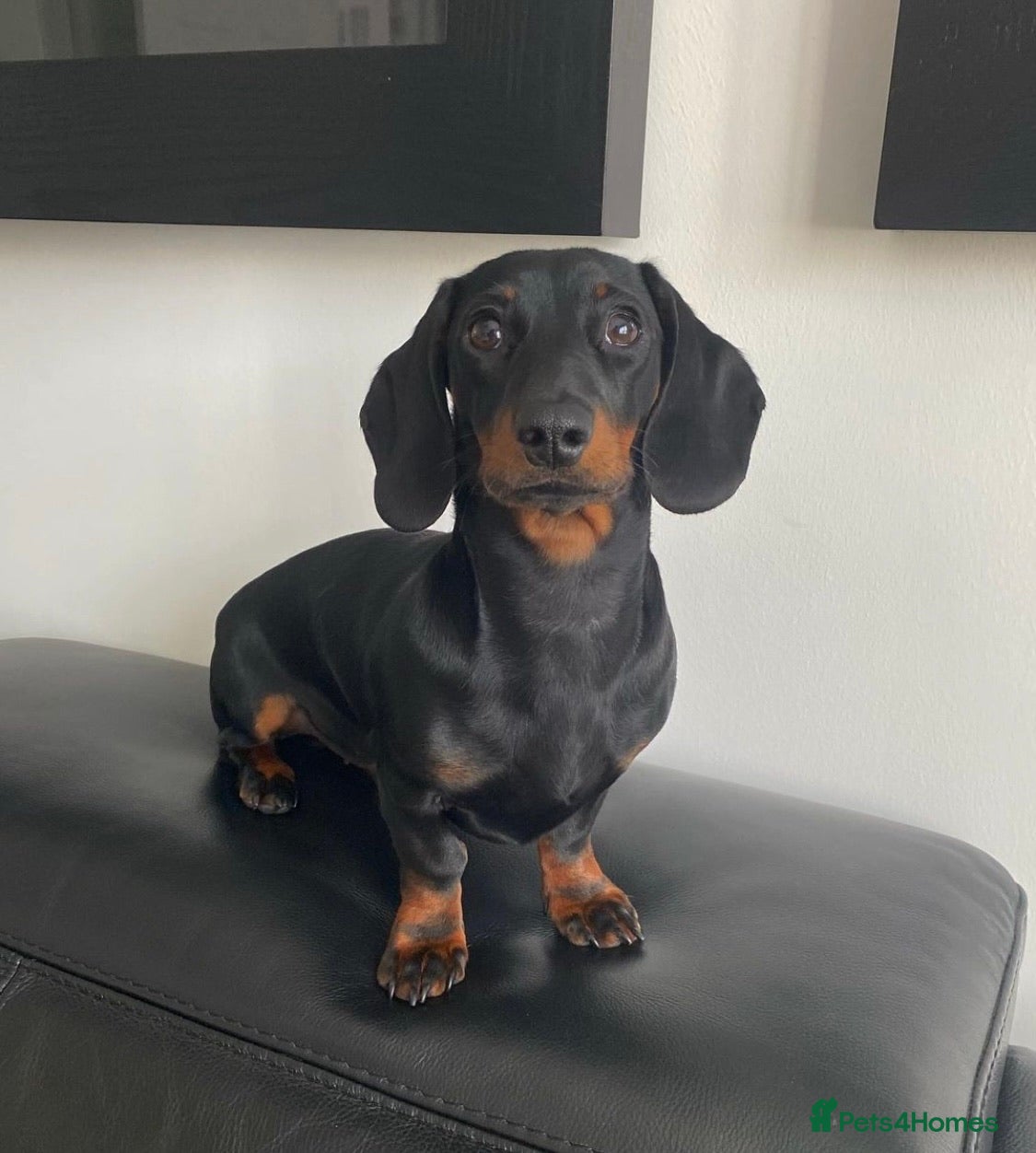 Miniature Dachshund dogs Proven Stud Black & Tan Miniature Dachshund Stud in Durham - Advert 4