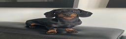 Miniature Dachshund dogs for stud: Proven Stud Black & Tan Miniature Dachshund Stud in Durham - Advert 1