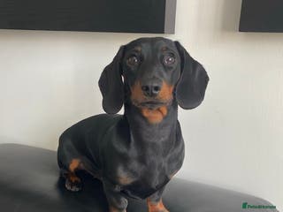 Miniature Dachshund dogs Proven Stud Black & Tan Miniature Dachshund Stud in Durham - Advert 4