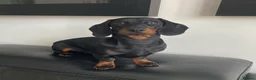 Miniature Dachshund dogs for stud: Proven Stud Black & Tan Miniature Dachshund Stud in Durham - Advert 1