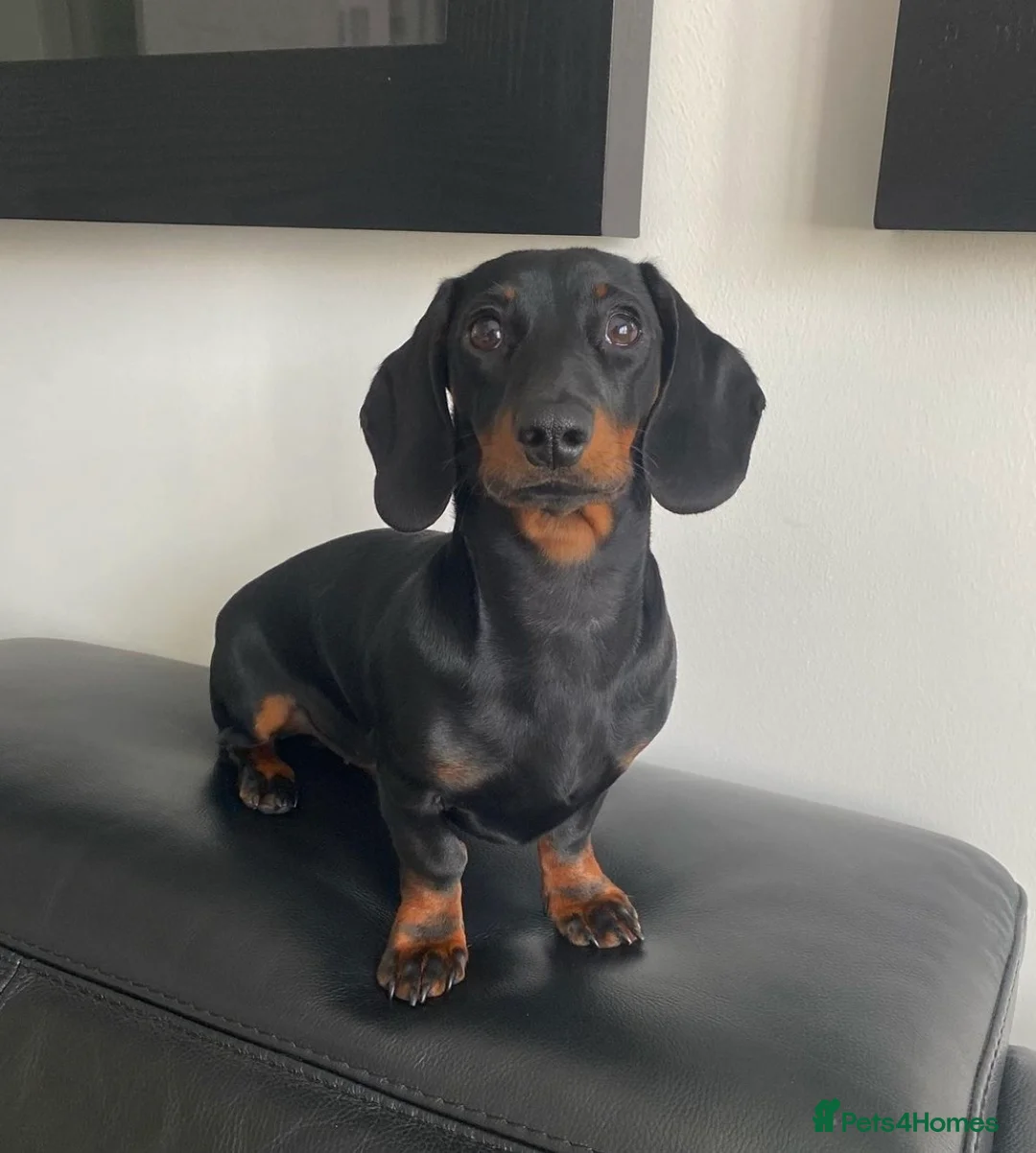 Miniature Dachshund dogs for stud: Proven Stud Black & Tan Miniature Dachshund Stud in Durham - Advert 1
