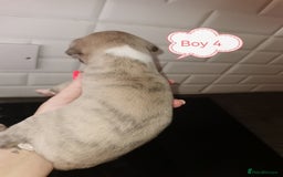 Whippet dogs for sale: Lovely petite whippets for sale  - Image 8
