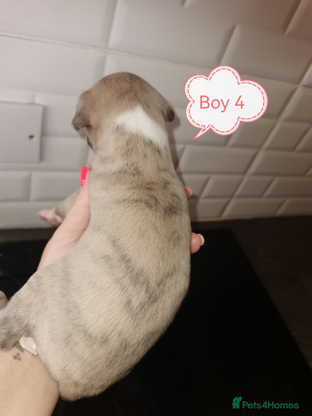 Whippet dogs for sale: Lovely petite whippets for sale  - Image 8