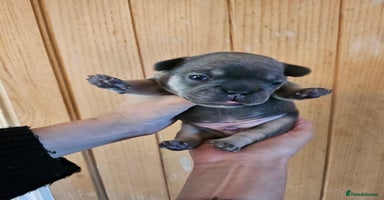 French Bulldog dogs - Advert 11