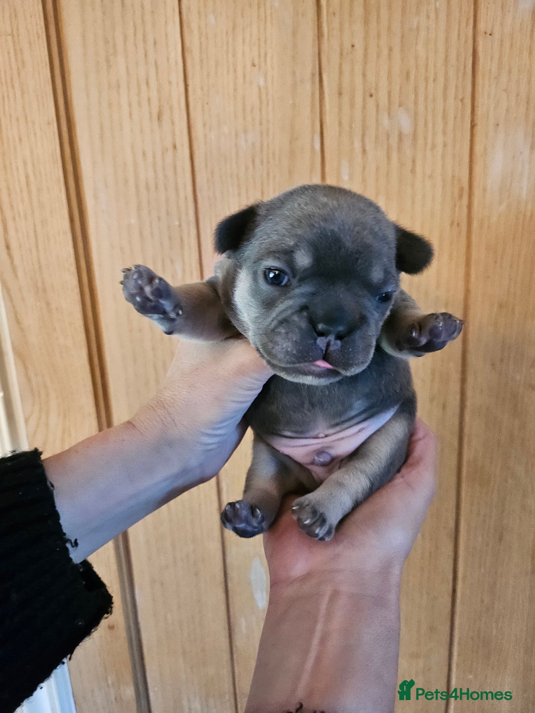 French Bulldog dogs for sale: ⚡️Exquisite 🌈 Pedigree French Bulldog Puppies ⚡️ - Image 8