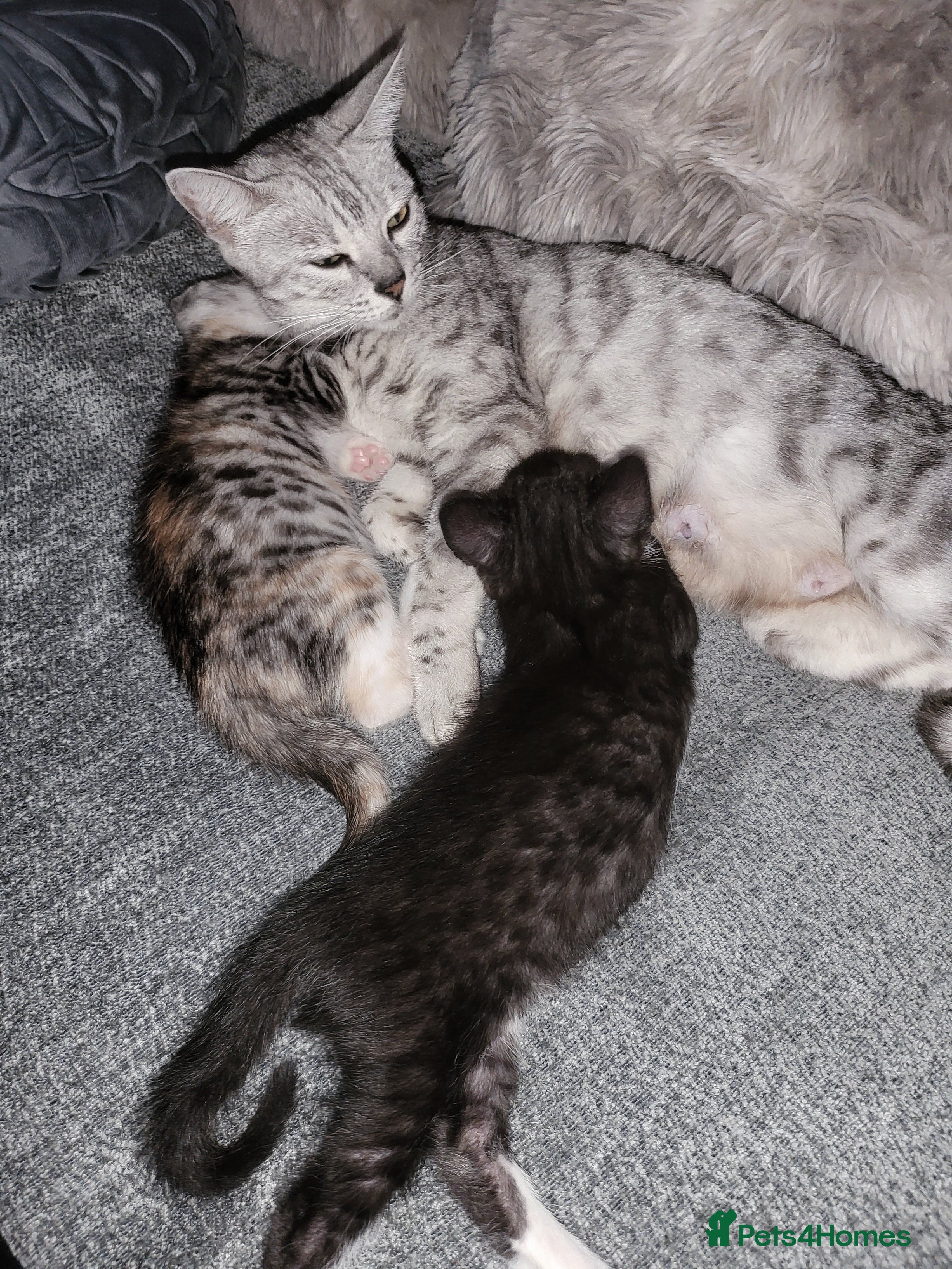 Bengal cats Bengal × Nebelung - Advert 7