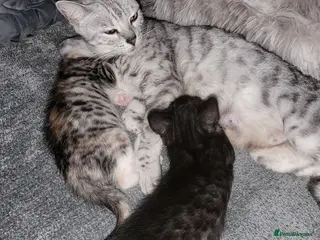 Bengal cats Bengal × Nebelung - Advert 8