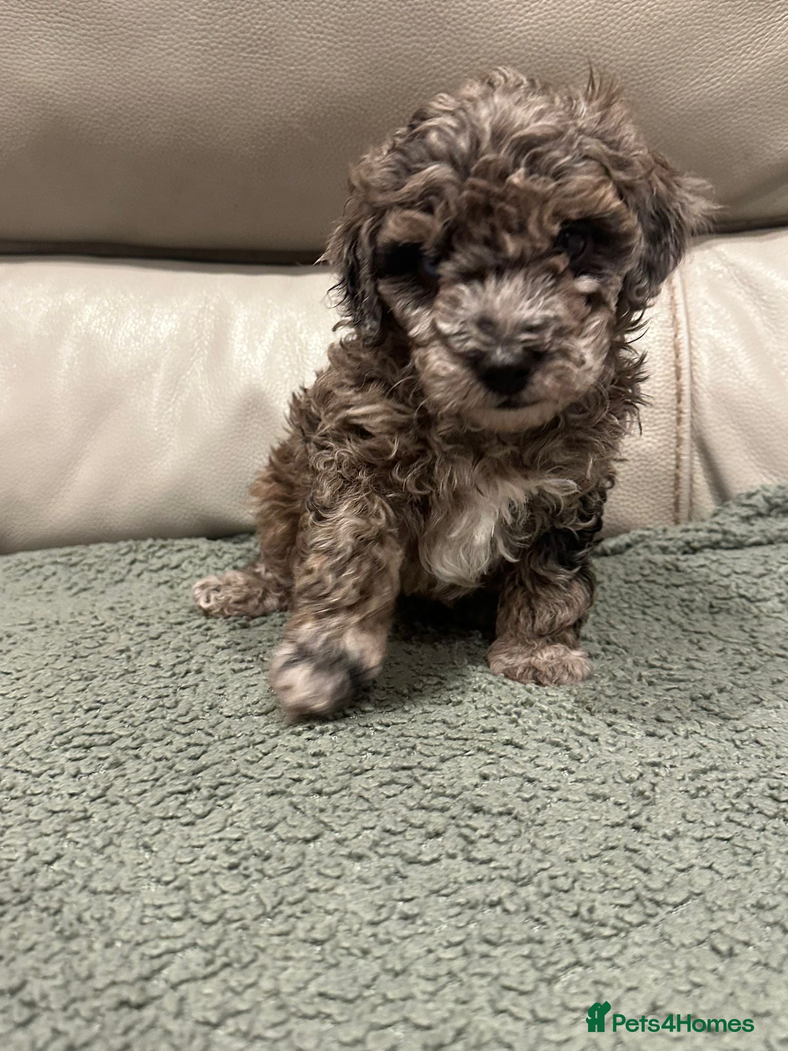 Maltipoo dogs Maltipoo puppies  - Advert 17