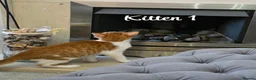 Mixed Breed cats for sale: Litter of 4 ginger tabbys available for rehoming - Advert 25