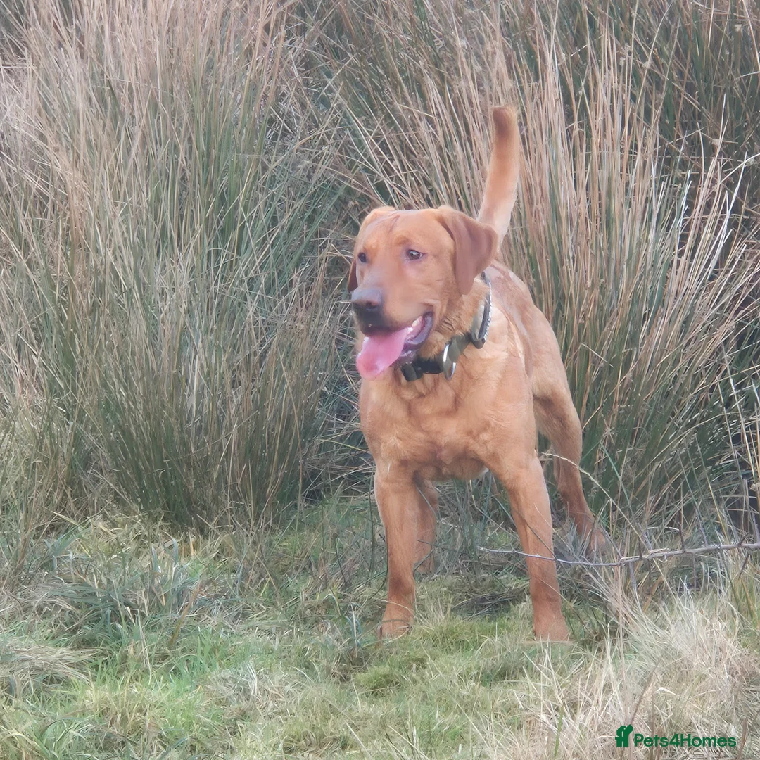 Labrador Retriever dogs for stud: Fully Health Tested Red Fox Lab Stud - Advert 18