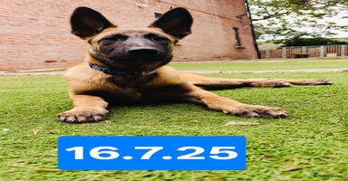 Belgian Shepherd Dog dogs in Newport - Advert 15