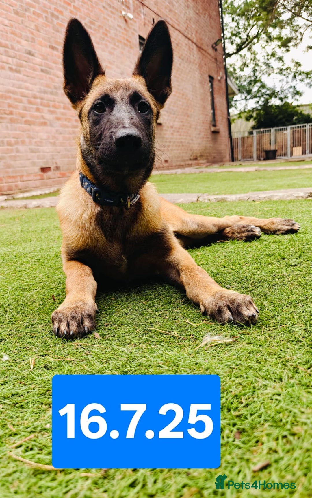 Belgian Shepherd Dog dogs for sale: KC Reg Belgian Shepherd Malinois pups for sale in Newport - Image 5