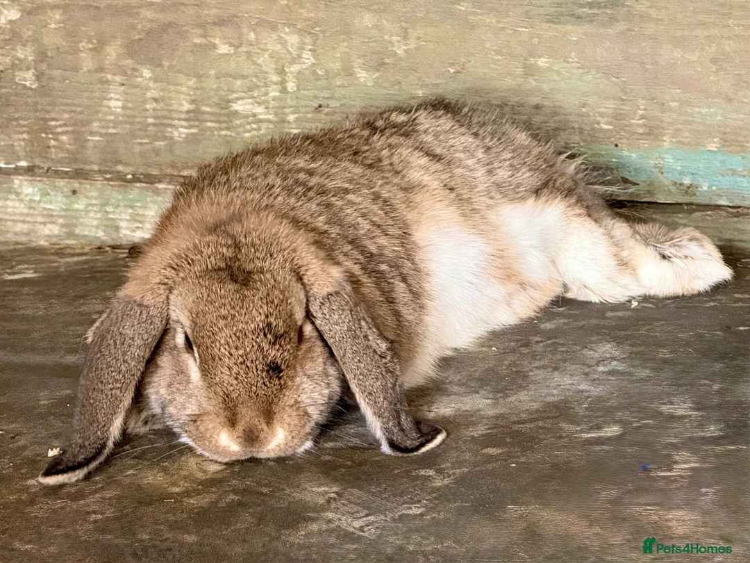 Mini Lop rabbits for sale: Mother and daughter duo  - Advert 7